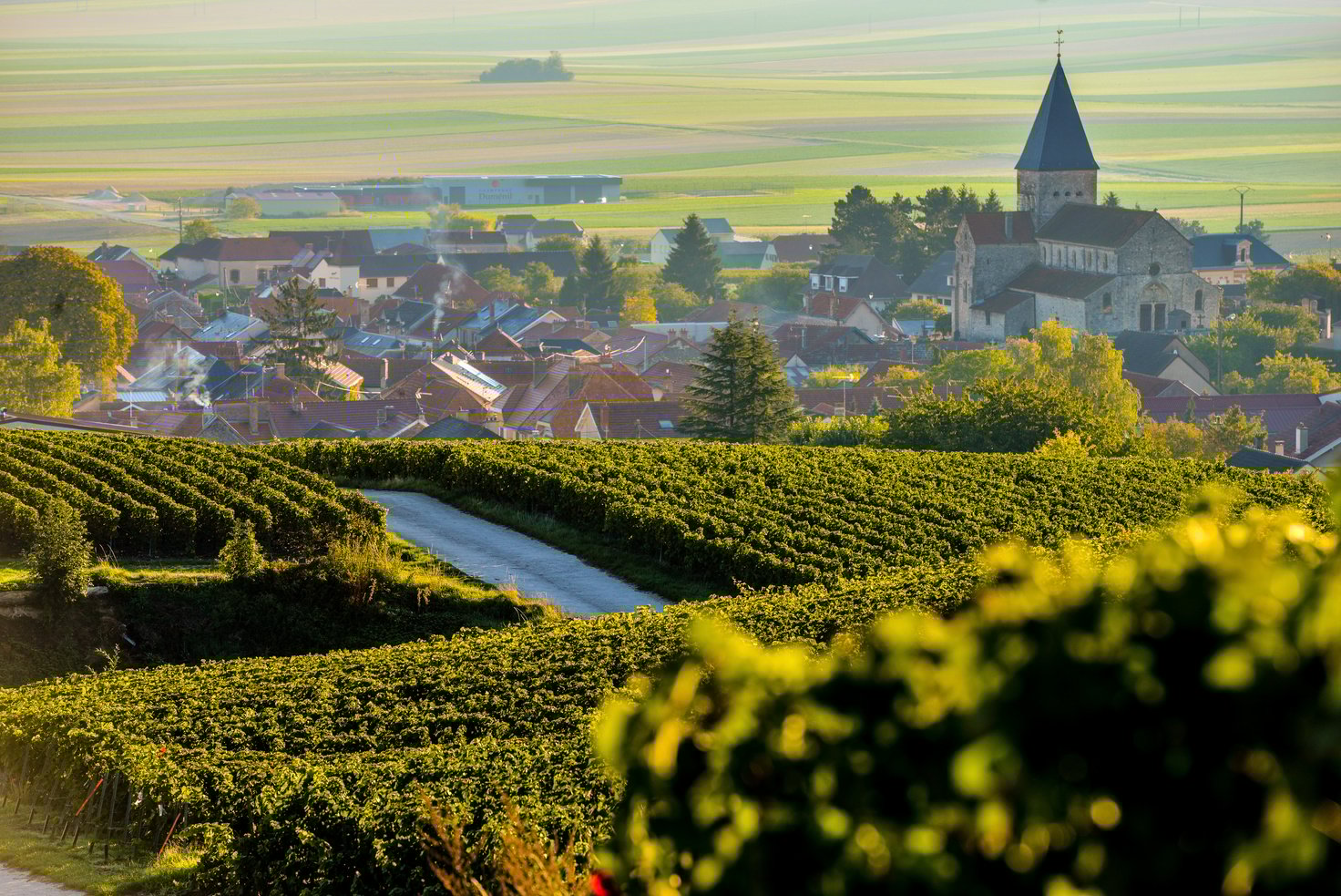 Champagne vineyards Sacy in Marne department, France