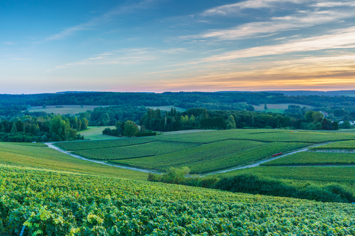 Champagne Vineyards at sunset, Reims Mountain, France