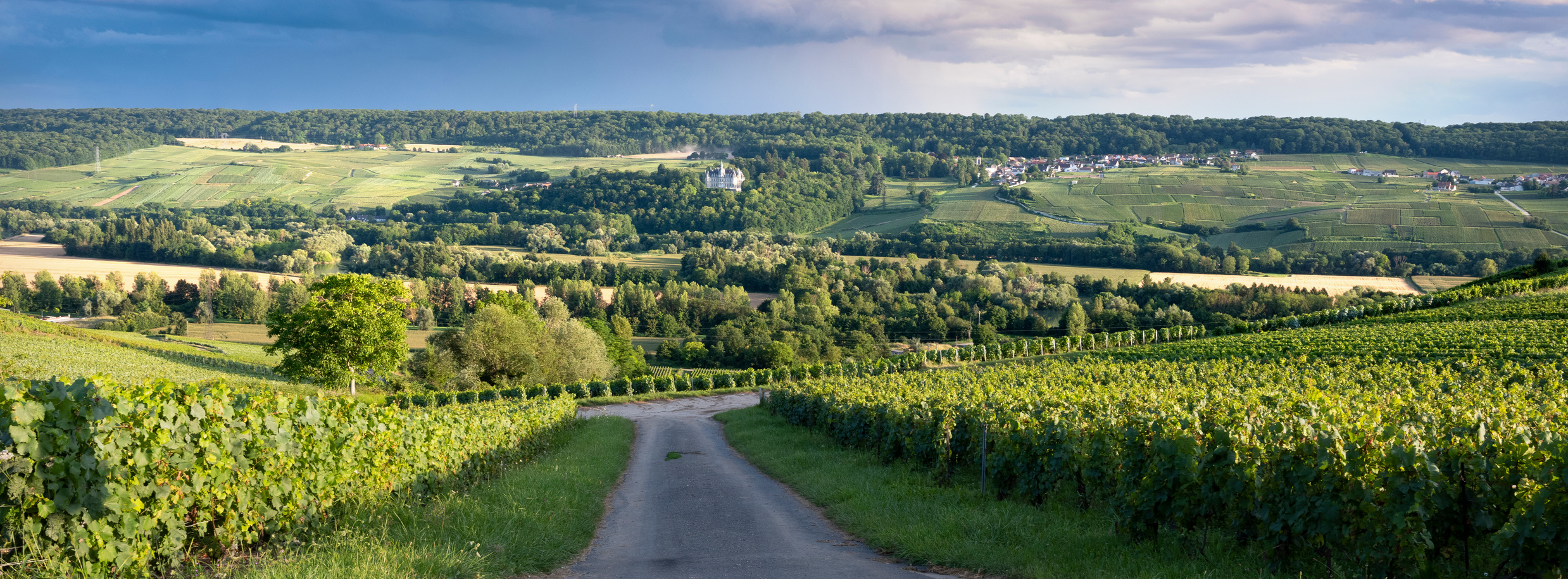 Vineyards in Marne Valley, Champagne Ardenne, France